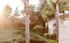 The outdoor grounds of Four Seasons Residence Club Aviara, with palm trees, a landscaped lawn and shrubbery.
