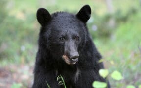 A black bear in Northern New Mexico in the Sangre de Cristo mountains surrounded by forest.