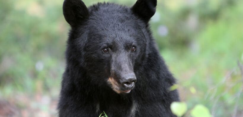 A black bear in Northern New Mexico in the Sangre de Cristo mountains surrounded by forest.