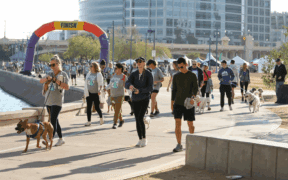 Arizona Animal Welfare League annual Walk to Save Animals event with people walking with their dogs in Tempe.