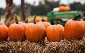 Pumpkins lined up on hay bales with a John Deere tractor in the background.