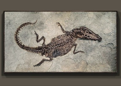 “Maximus,” a 50-million-year-old fossil crocodile mounted in a custom mural-style frame, presented by Green River Fossil Company at Scottsdale Art Week 2026 in Scottsdale, Arizona.