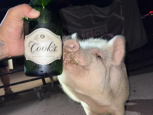 Rescued pig at Better Piggies Rescue in Arizona playfully nuzzles a bottle of sparkling wine during a Valentine’s-themed Hogs and Kisses date night event.