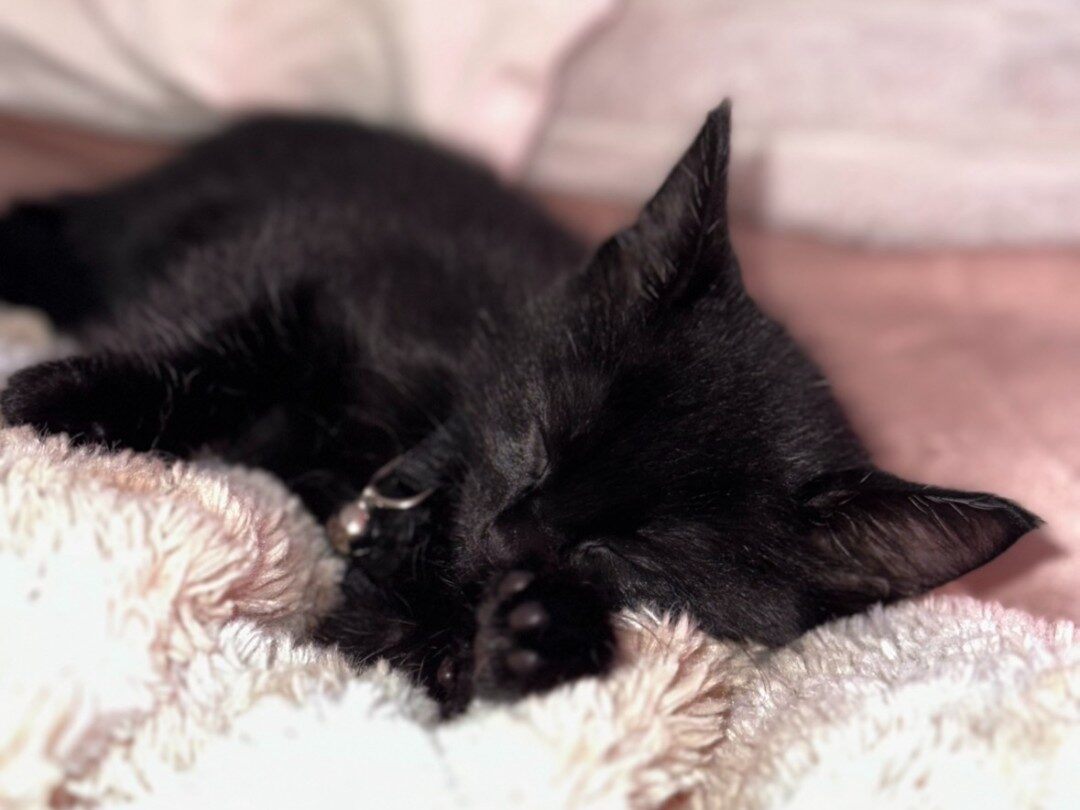 Black kitten sleeping on a soft blanket at Bernalillo County Easter adoption event in Albuquerque, New Mexico.