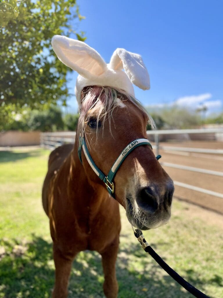 Horse wearing white bunny ears standing outdoors in a sunny pasture with trees and fencing in the background.