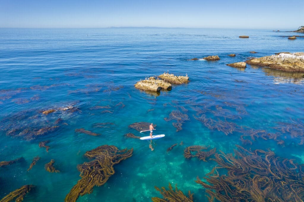 Person paddleboarding in clear blue ocean water surrounded by kelp near Laguna Beach.