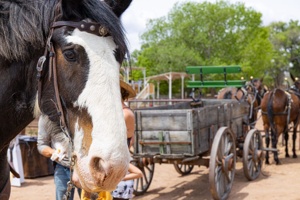 Close-up of a horse with a wagon in a rural setting in Corrales, New Mexico.