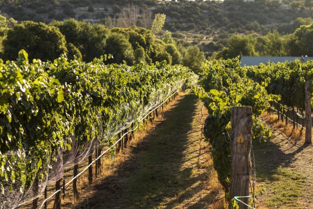 View down a long row of grapevines growing on a trellis in a vineyard in Cornville, AZ.