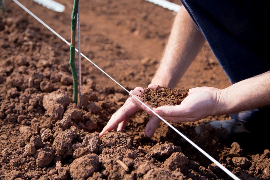 Hands holding rich vineyard soil beside newly planted grapevines at an Arizona vineyard.