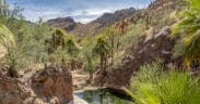 Natural hot springs pool nestled among palm trees and rocky desert canyon walls at Castle Hot Springs in Arizona, with guests enjoying the water beneath a blue sky.