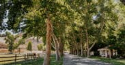 Tree-lined entrance road at Alisal Ranch in Solvang, California.