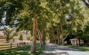 Tree-lined entrance road at Alisal Ranch in Solvang, California.