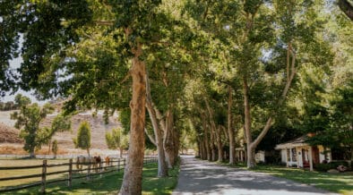 Tree-lined entrance road at Alisal Ranch in Solvang, California.