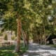 Tree-lined entrance road at Alisal Ranch in Solvang, California.