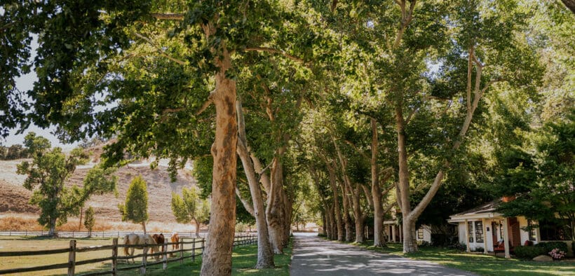 Tree-lined entrance road at Alisal Ranch in Solvang, California.