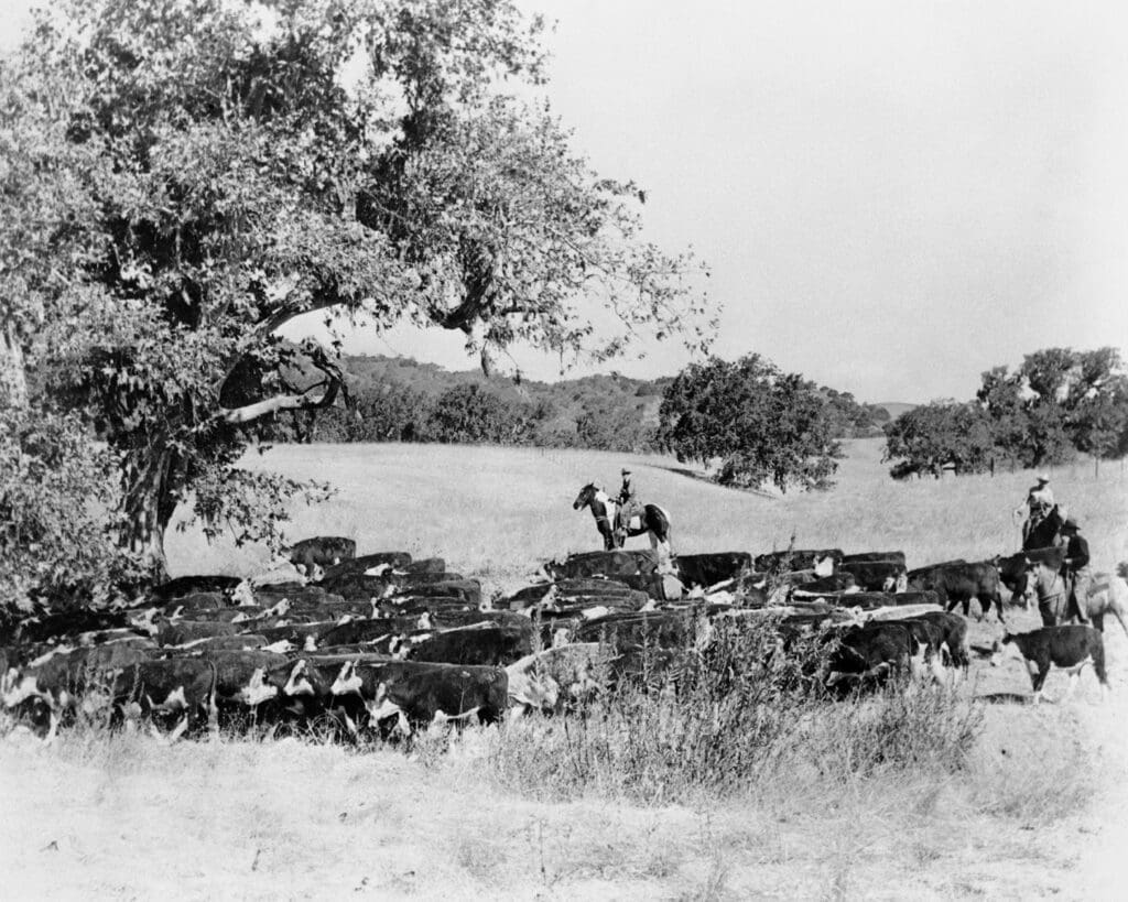 Historic black-and-white photograph of cowboys herding cattle at Alisal Ranch in California's Santa Ynez Valley.