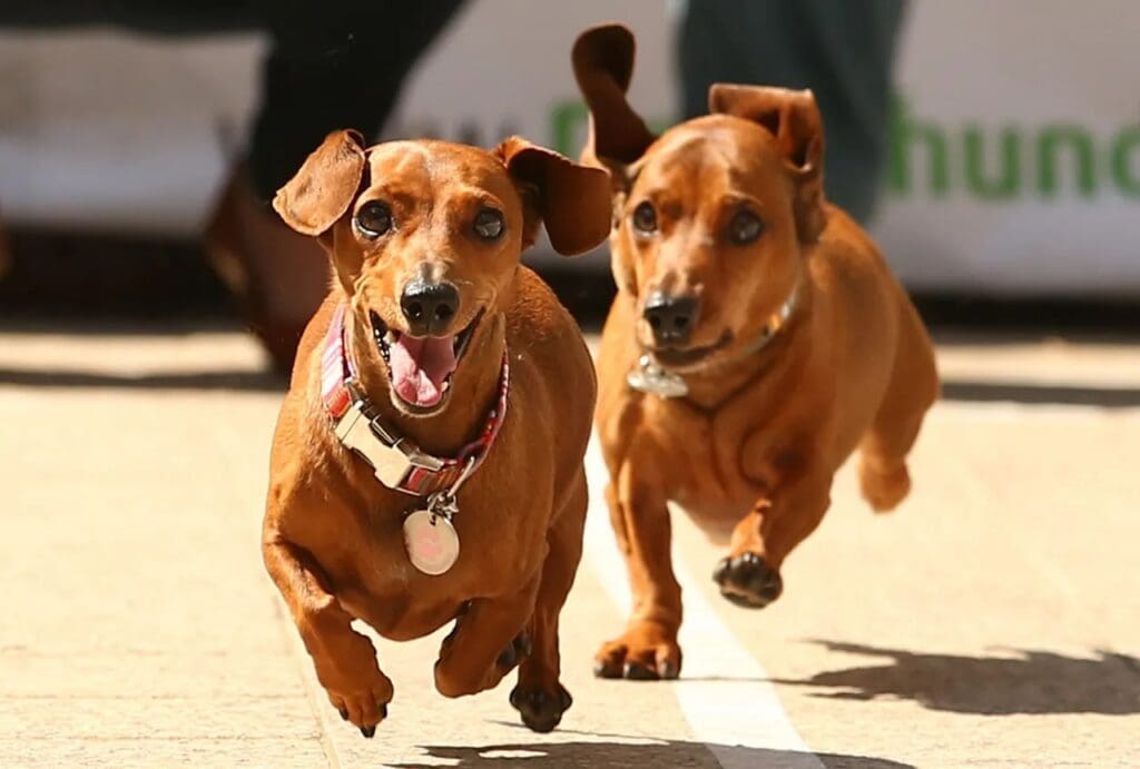 Two dachshunds race toward the finish line during a wiener dog race.