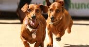 Two dachshunds race toward the finish line during a wiener dog race.