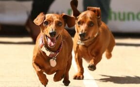 Two dachshunds race toward the finish line during a wiener dog race.