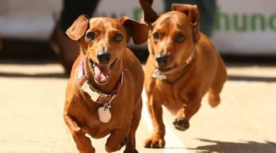 Two dachshunds race toward the finish line during a wiener dog race.