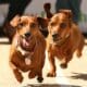 Two dachshunds race toward the finish line during a wiener dog race.