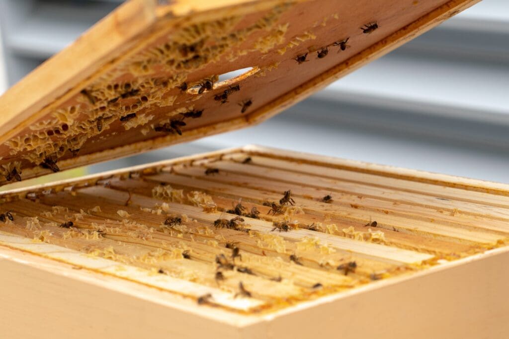 Honeybees crawl across the wooden frames and honeycomb inside an open beehive at Andaz Scottsdale Resort & Bungalows.