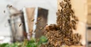 Honeybees fly around an active onsite hive at Andaz Scottsdale Resort & Bungalows.