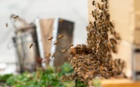 Honeybees fly around an active onsite hive at Andaz Scottsdale Resort & Bungalows.