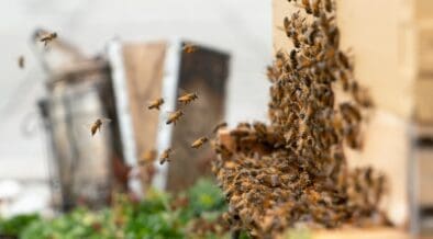 Honeybees fly around an active onsite hive at Andaz Scottsdale Resort & Bungalows.