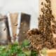 Honeybees fly around an active onsite hive at Andaz Scottsdale Resort & Bungalows.