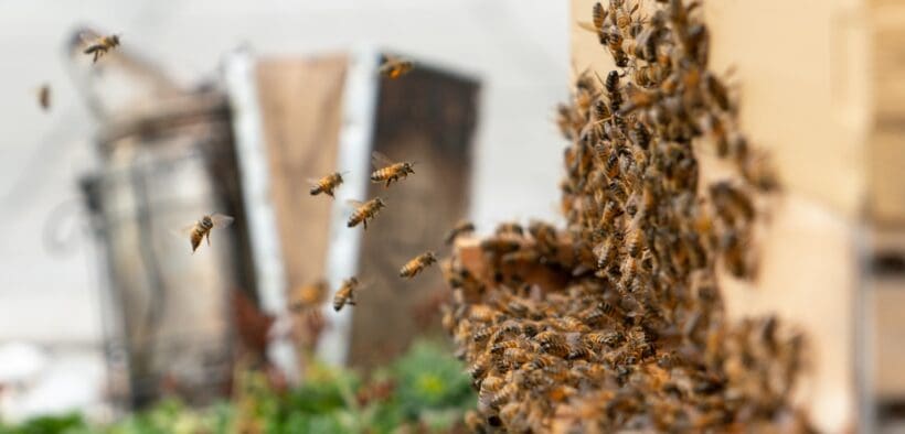 Honeybees fly around an active onsite hive at Andaz Scottsdale Resort & Bungalows.