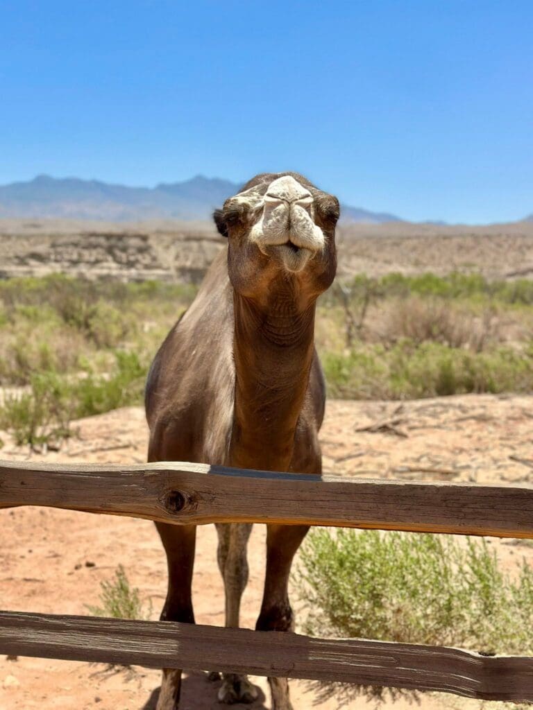 Camel at the Desert Ranch Experience by Camel Safari near Mesquite, Nevada.