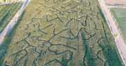 Aerial view of the Moapa Valley Corn Maze in Southern Nevada.
