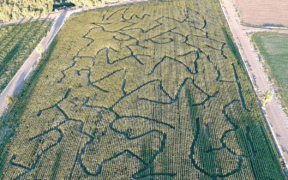 Aerial view of the Moapa Valley Corn Maze in Southern Nevada.