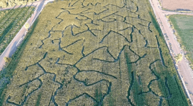 Aerial view of the Moapa Valley Corn Maze in Southern Nevada.