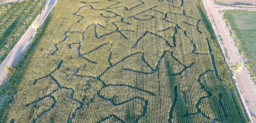 Aerial view of the Moapa Valley Corn Maze in Southern Nevada.